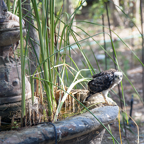 Fledgling Hawk on Water Fountain