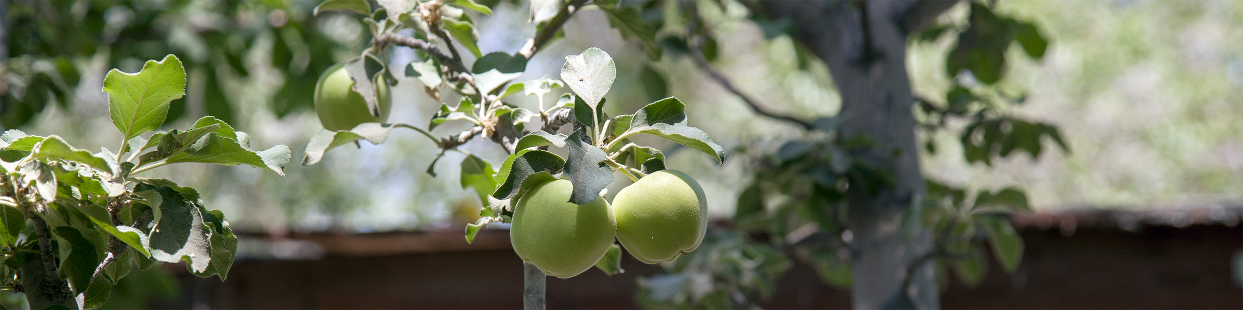 The orchards