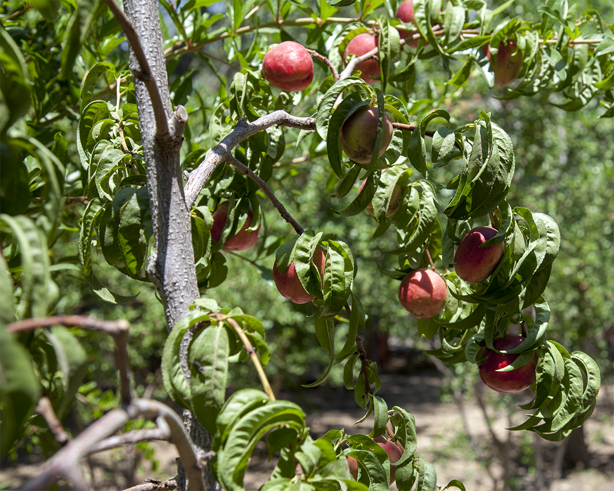 Nectarines