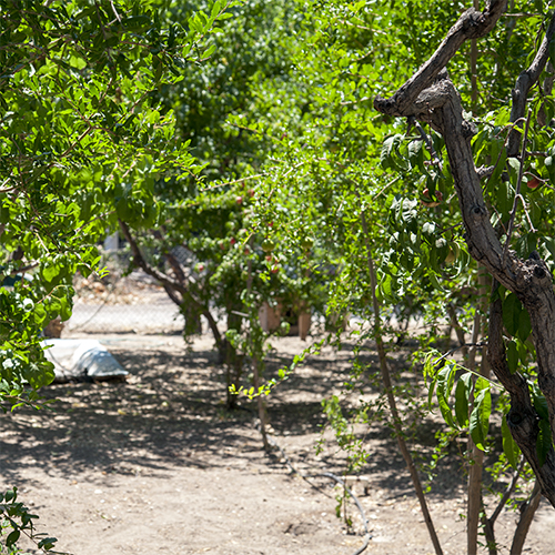 Orchard trees