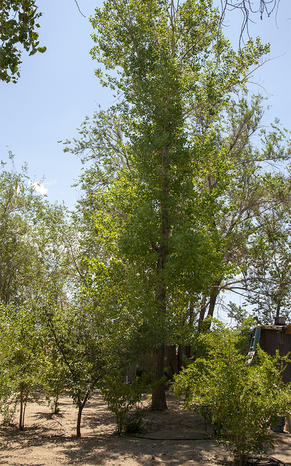 Orchard trees