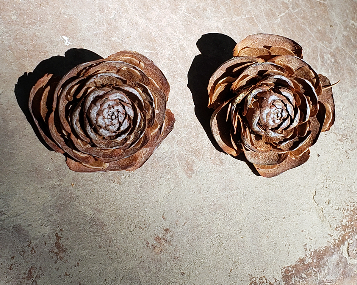 Two cedar roses