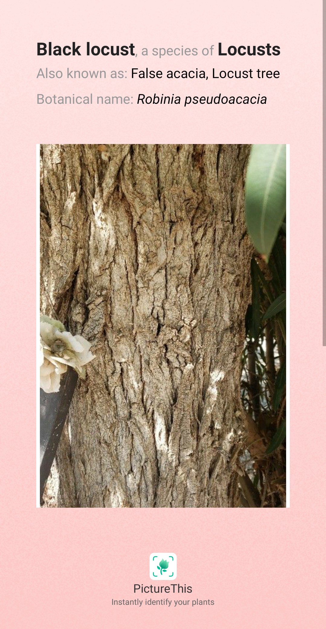 Black Locust Tree